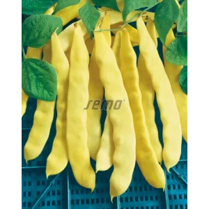 Seminte fasole urcatoare lata Anita