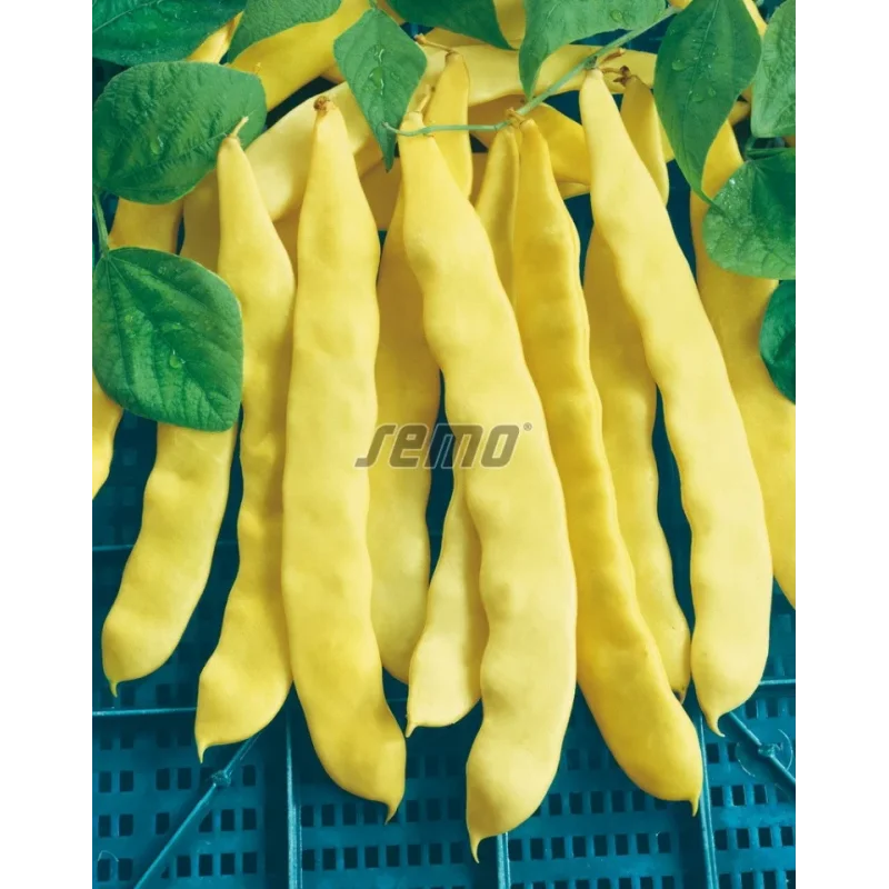 Seminte fasole urcatoare lata Anita