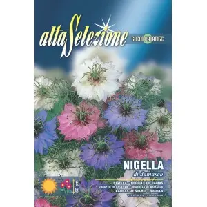 Seminte chica voinicului