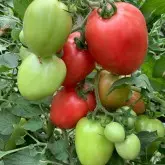Seminte tomate Pink Soul F1