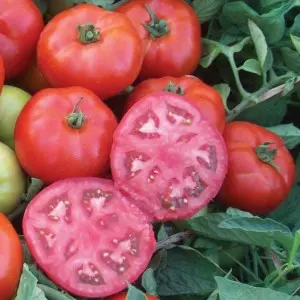 Seminte tomate Maracana F1