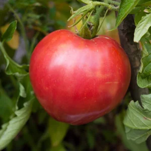 Seminte tomate Volovsko Srce