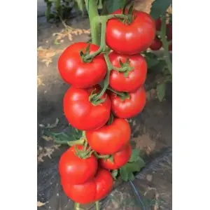 Seminte tomate Aldemir F1