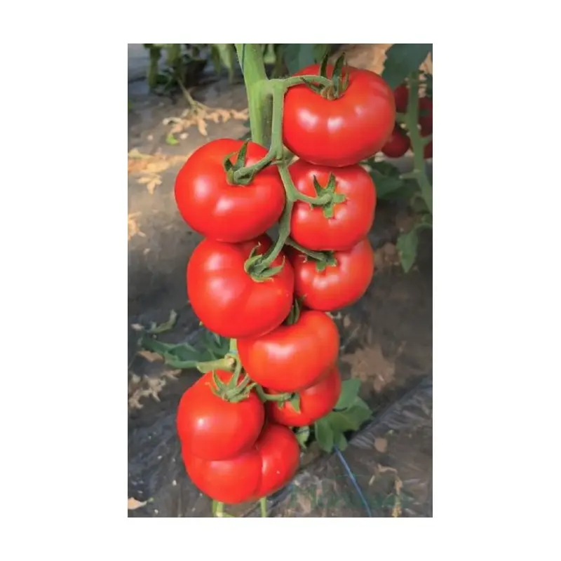 Seminte tomate Aldemir F1
