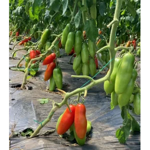 Seminte tomate Oskar F1