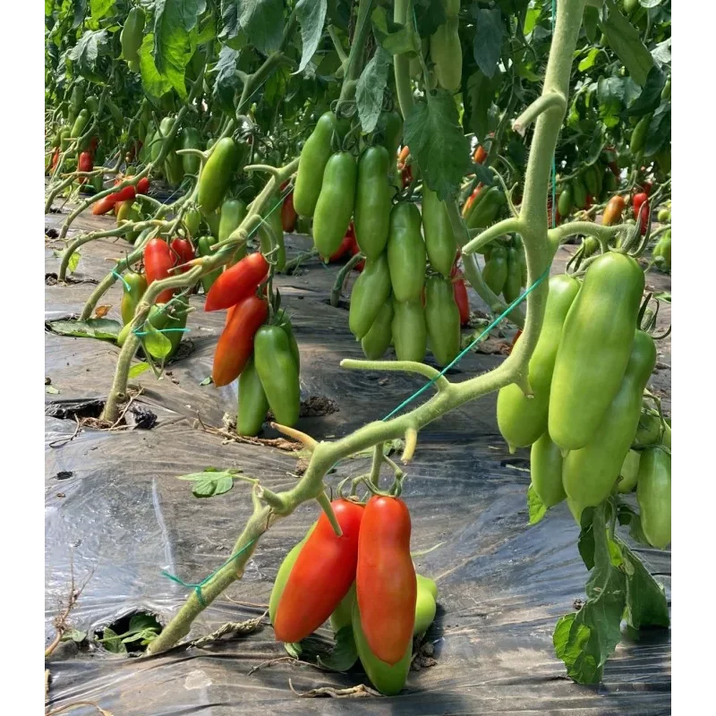 Seminte tomate Oskar F1