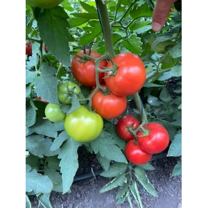 Seminte tomate BB2 (Big Beef Plus F1)