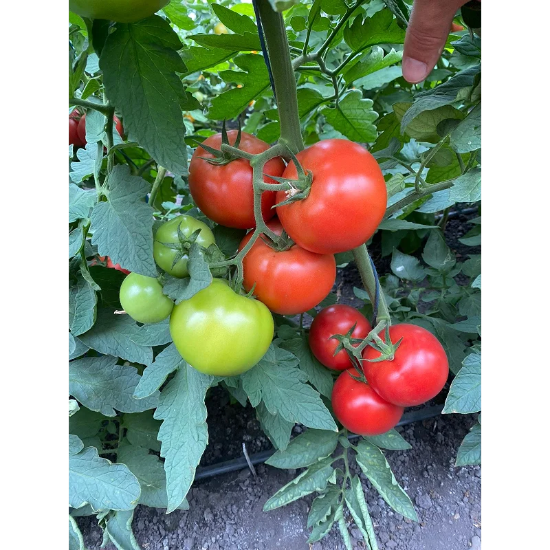Seminte tomate BB2 (Big Beef Plus F1)