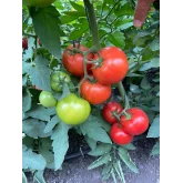 Seminte tomate BB2 (Big Beef Plus F1)