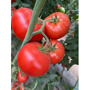 Seminte tomate BB2 (Big Beef Plus F1)
