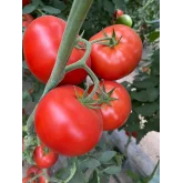 Seminte tomate BB2 (Big Beef Plus F1)