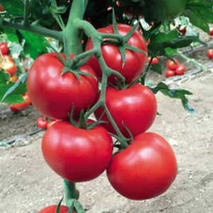 Seminte tomate 142-231 F1