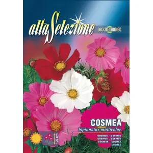Seminte cosmos Multicolor