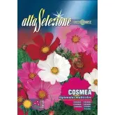 Seminte cosmos Multicolor