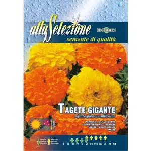 Seminte craite gigante cu floare plina multicolor