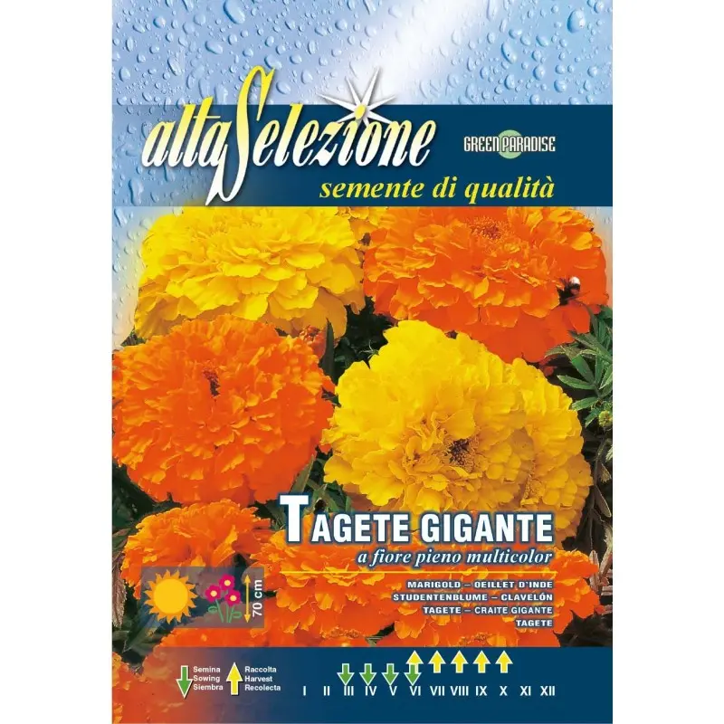 Seminte craite gigante cu floare plina multicolor