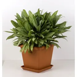 Ghiveci flori patrat Terrae