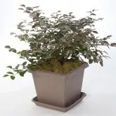 Ghiveci flori patrat Terrae