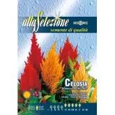 Seminte creasta cocosului plumosa Multicolor