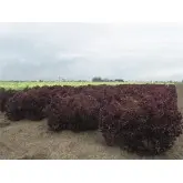Seminte salata Solos