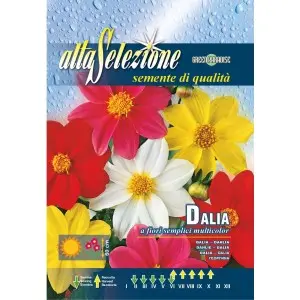Seminte dalia floare simpla multicolor