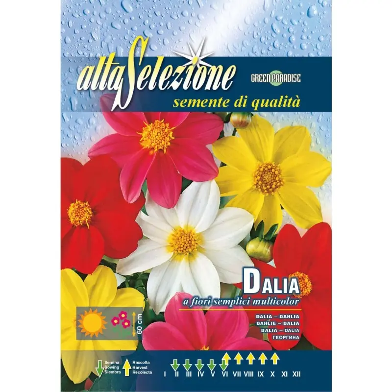 Seminte dalia floare simpla multicolor