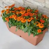 Jardiniera Terrae cu farfurie atasata