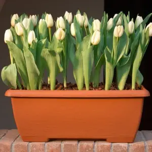 Jardiniera Terrae Mini cu farfurie atasata