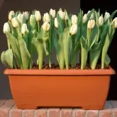 Jardiniera Terrae Mini cu farfurie atasata