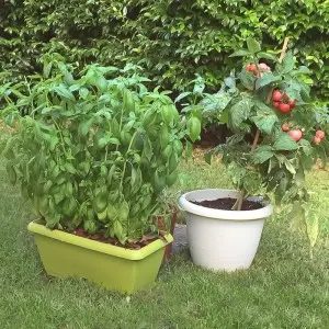 Jardiniera Terrae Mini cu farfurie atasata