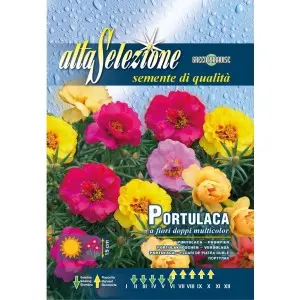 Seminte flori de piatra duble Multicolor