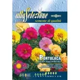 Seminte flori de piatra duble Multicolor