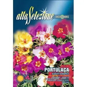 Seminte flori de piatra simple Multicolor