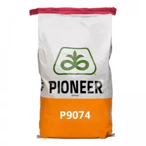 Samanta porumb Pioneer P9074