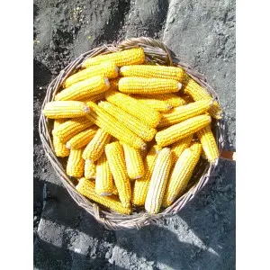 Samanta porumb Biocrop Norico