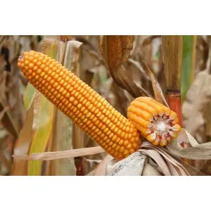Samanta porumb Biocrop Norico