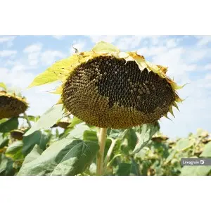 Seminte floarea soarelui Lemagrain LG 50.479 SX