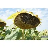 Seminte floarea soarelui Lemagrain LG 50.479 SX