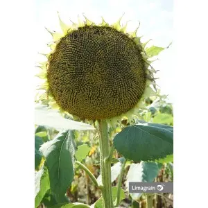 Seminte floarea soarelui Lemagrain LG 50.479 SX