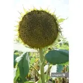 Seminte floarea soarelui Lemagrain LG 50.479 SX