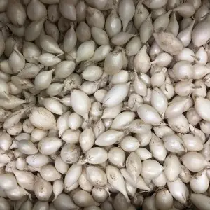 Arpagic alb White Snow Ball, calibru 14/21, sac 0,5 kg
