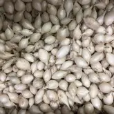 Arpagic alb White Snow Ball, calibru 14/21, sac 0,5 kg