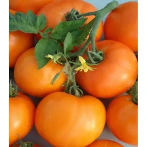 Seminte tomate Bendida F1