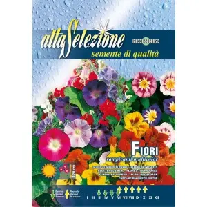 Seminte flori urcatoare Multicolor