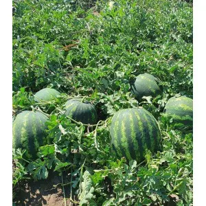 Seminte pepene verde Galander F1