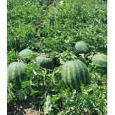 Seminte pepene verde Galander F1