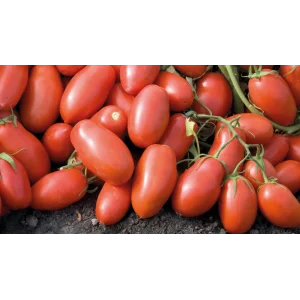Seminte tomate Incas F1