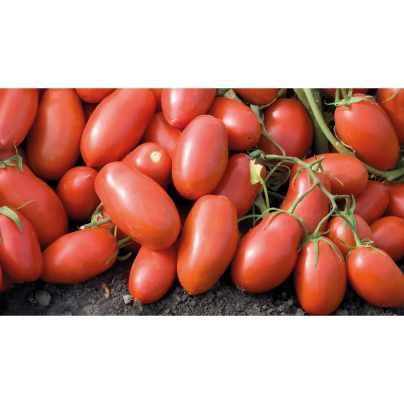 Seminte tomate Incas F1