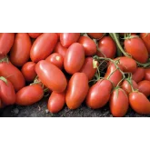 Seminte tomate Incas F1