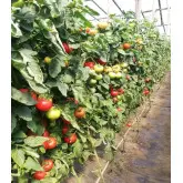 Seminte tomate Audaz F1